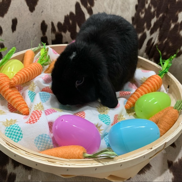 🐰 FOLLOW GAME w/TANK 🐰| Goal: 100K - Picture 8 of 10